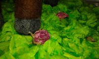 /album/fotogalereya-olenyonok/a20151118-073437-jpg/